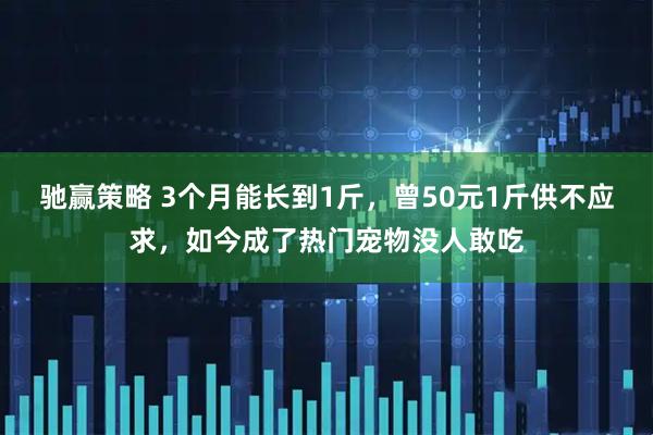 驰赢策略 3个月能长到1斤，曾50元1斤供不应求，如今成了热门宠物没人敢吃
